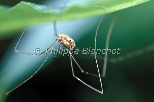 phalangium opilio.JPG - Phalangium opilioOpilion, FaucheuxCommon HarvestmanOpiliones, PhalangiidaeFrance